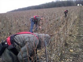 Champagne Marc BIJOTAT - 